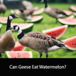 Can Geese Eat Watermelon