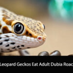 Can Leopard Geckos Eat Adult Dubia Roaches