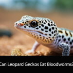 Can Leopard Geckos Eat Bloodworms