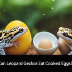 Can Leopard Geckos Eat Cooked Eggs