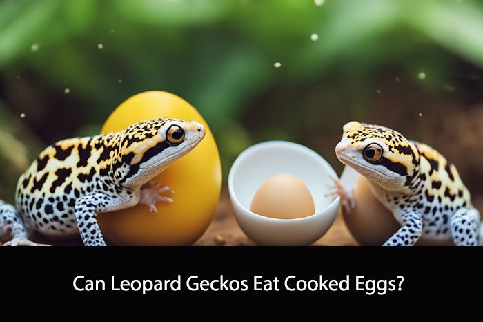Can Leopard Geckos Eat Cooked Eggs?