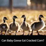 Can Baby Geese Eat Cracked Corn