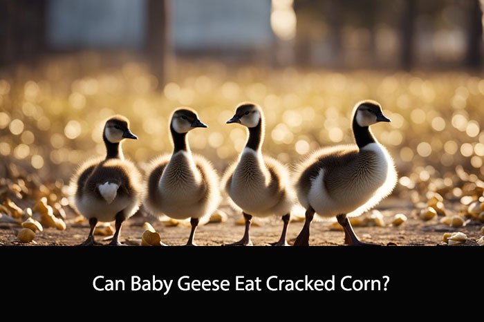Can Baby Geese Eat Cracked Corn?