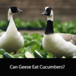 Can Geese Eat Cucumbers