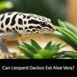 Can Leopard Geckos Eat Aloe Vera