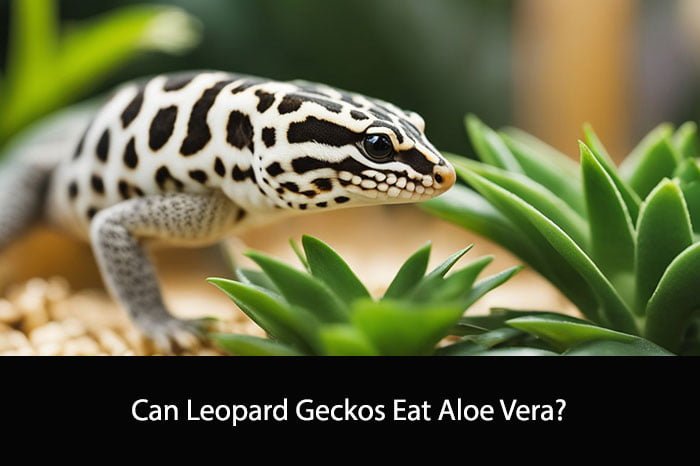 Can Leopard Geckos Eat Aloe Vera?