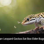 Can Leopard Geckos Eat Box Elder Bugs