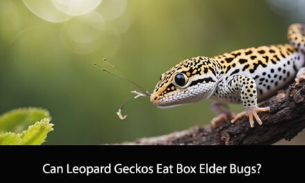 Can Leopard Geckos Eat Box Elder Bugs?