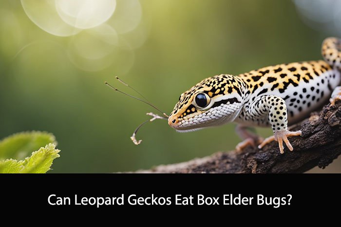 Can Leopard Geckos Eat Box Elder Bugs?