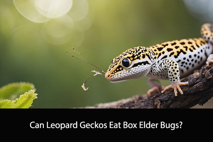 Can Leopard Geckos Eat Box Elder Bugs