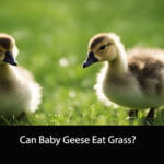 Can Baby Geese Eat Grass
