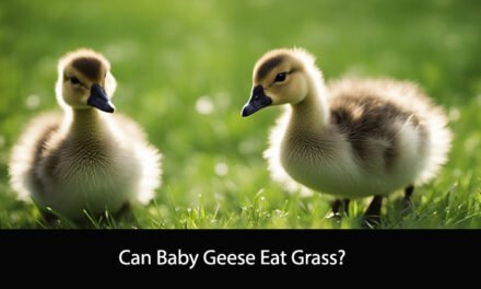 Can Baby Geese Eat Grass?
