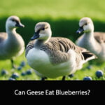 Can Geese Eat Blueberries