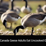 Can Canada Geese Adults Eat Uncooked Grits