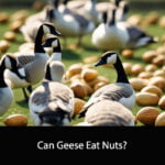 Can Geese Eat Nuts