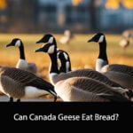 Can Canada Geese Eat Bread