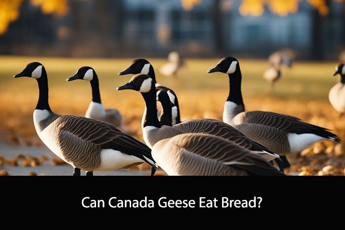 Can Canada Geese Eat Bread?