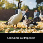 Can Geese Eat Popcorn