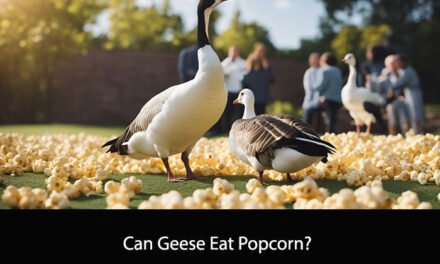 Can Geese Eat Popcorn?