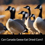 Can Canada Geese Eat Dried Corn