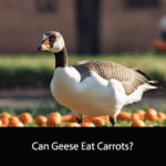 Can Geese Eat Carrots