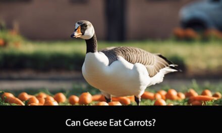 Can Geese Eat Carrots?