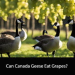 Can Canada Geese Eat Grapes