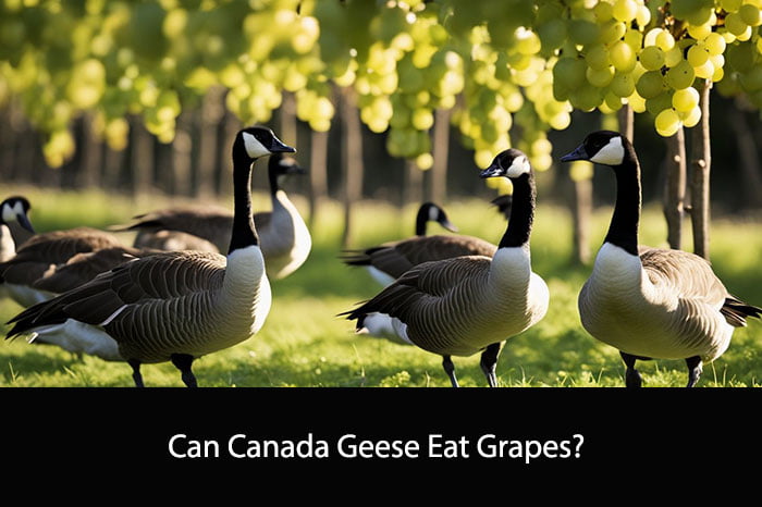 Can Canada Geese Eat Grapes