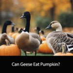 Can Geese Eat Pumpkin
