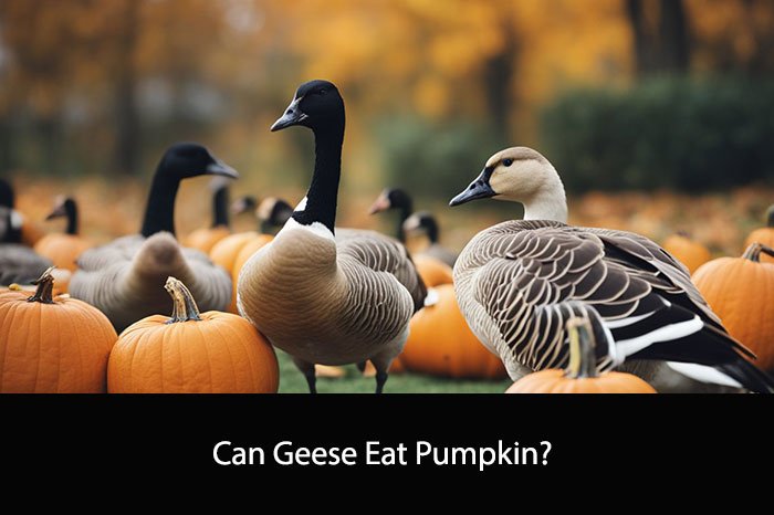 Can Geese Eat Pumpkin?
