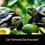 Can Tortoises Eat Avocado