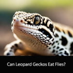 Can Leopard Geckos Eat Flies