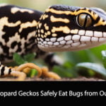 Can Leopard Geckos Eat Bugs from Outside