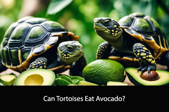 Can Tortoises Eat Avocado