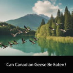Can Canadian Geese Be Eaten