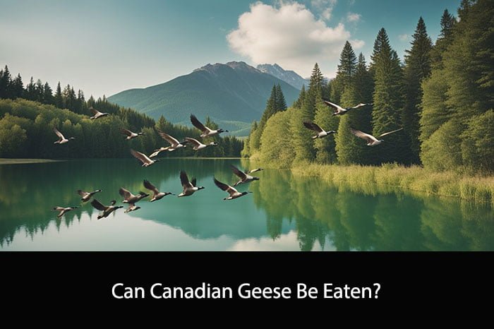 Can Canadian Geese Be Eaten?