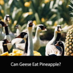 Can Geese Eat Pineapple