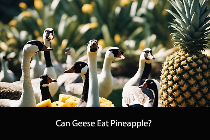 Can Geese Eat Pineapple?