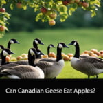 Can Canadian Geese Eat Apples