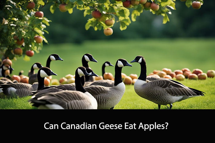Can Canadian Geese Eat Apples
