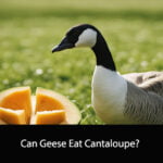 Can Geese Eat Cantaloupe