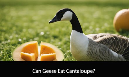 Can Geese Eat Cantaloupe?