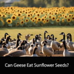 Can Geese Eat Sunflower Seeds
