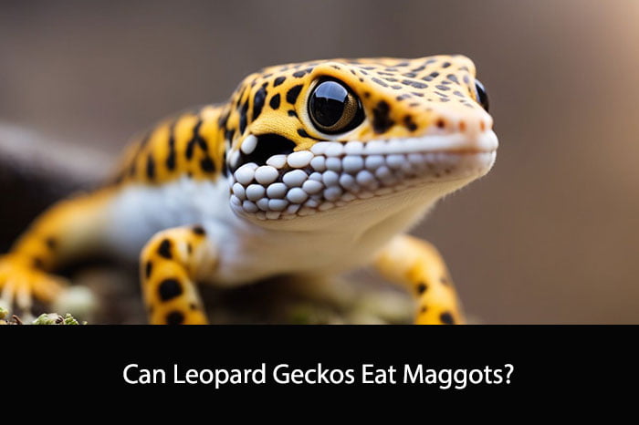 Can Leopard Geckos Eat Maggots