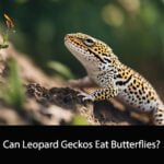 Can Leopard Geckos Eat Butterflies