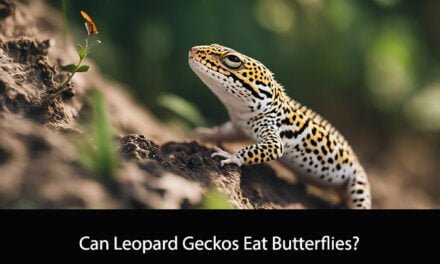 Can Leopard Geckos Eat Butterflies?