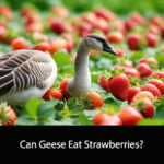 Can Geese Eat Strawberries