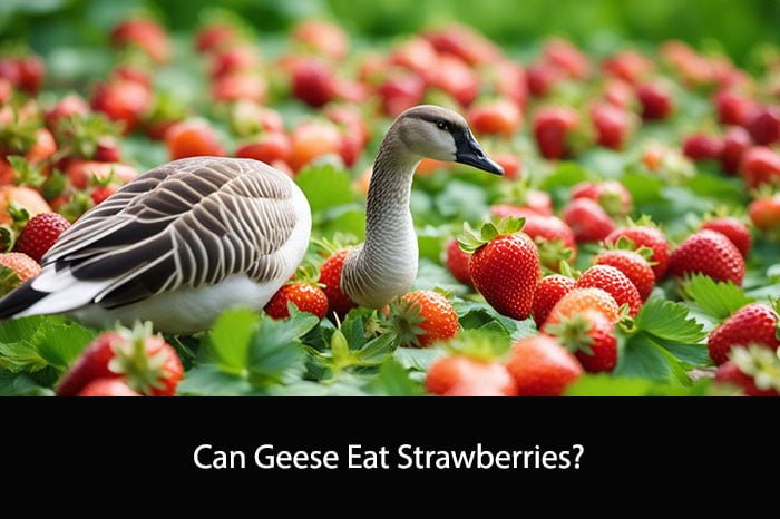 Can Geese Eat Strawberries?