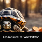 Can Tortoises Eat Sweet Potato