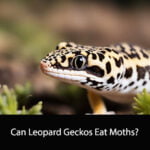 Can Leopard Geckos Eat Moths